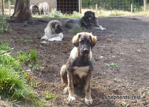 Image of Shepherds Rest Anatolians Durkaya's Kızıl Ayı