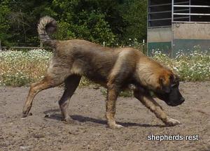 Image of Shepherds Rest Anatolians Durkaya's Kızıl Ayı