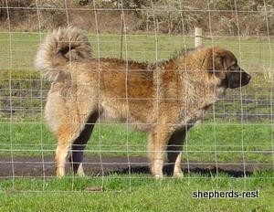 Image of Shepherds Rest Anatolians Durkaya's Kızıl Ayı