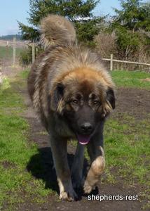 Image of Shepherds Rest Anatolians Durkaya's Kızıl Ayı