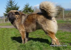 Image of Shepherds Rest Anatolians Durkaya's Kızıl Ayı Import