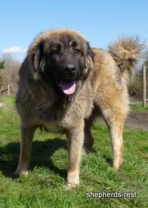 Image of Shepherds Rest Anatolians Durkaya's Kızıl Ayı