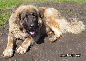 Image of Shepherds Rest Anatolians Durkaya's Kızıl Ayı