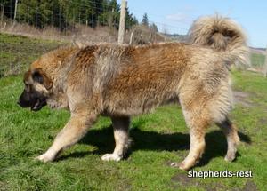 Image of Shepherds Rest Anatolians Durkaya's Kızıl Ayı