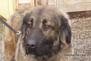 Image of Shepherds Rest Anatolians Durkaya's Kızıl Ayı