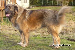 Image of Shepherds Rest Anatolians Durkaya's Kızıl Ayı