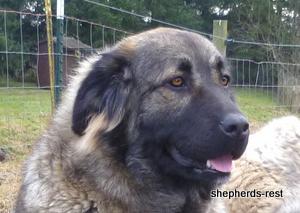 Image of Shepherds Rest Anatolians Durkaya's Kızıl Ayı