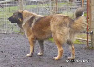 Image of Shepherds Rest Anatolians Durkaya's Kızıl Ayı