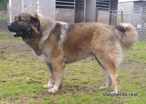 Image of Shepherds Rest Anatolians Durkaya's Kızıl Ayı