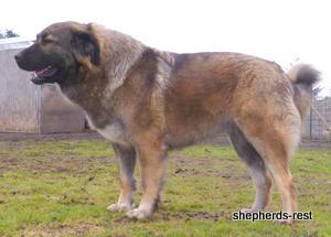 Image of Shepherds Rest Anatolians Durkaya's Kızıl Ayı