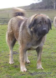Image of Shepherds Rest Anatolians Durkaya's Kızıl Ayı