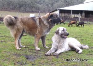Image of Shepherds Rest Anatolians Durkaya's Kızıl Ayı