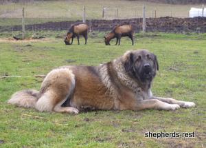 Image of Shepherds Rest Anatolians Durkaya's Kızıl Ayı