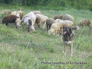 Image of Shepherds Rest Anatolians Durkaya's Kızıl Ayı