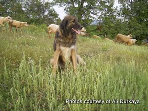 Image of Shepherds Rest Anatolians Durkaya's Kızıl Ayı