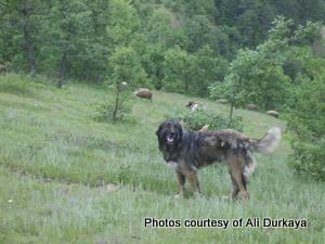 Image of Shepherds Rest Anatolians Durkaya's Kızıl Ayı