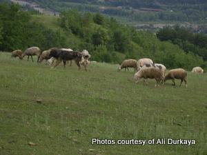 Image of Shepherds Rest Anatolians Durkaya's Kızıl Ayı