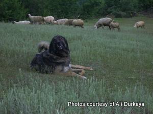 Image of Shepherds Rest Anatolians Durkaya's Kızıl Ayı