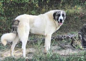 Image of Shepherds Rest Anatolians Shepherds Rest Kutup Ayisi