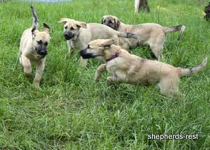 Image of Anatolian Shepherd Neşeli Kız
