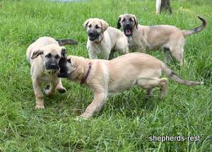 Image of Anatolian Shepherd Neşeli Kız