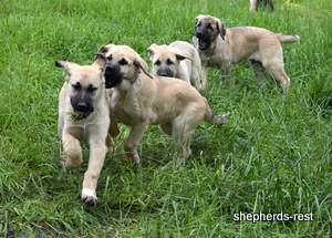 Image of Anatolian Shepherd Neşeli Kız