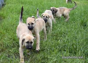 Image of Anatolian Shepherd Neşeli Kız