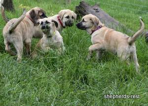 Image of Anatolian Shepherd Neşeli Kız