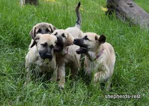 Image of Anatolian Shepherd Neşeli Kız