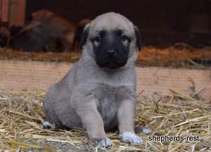 Image of Anatolian Shepherd Neşeli Kız