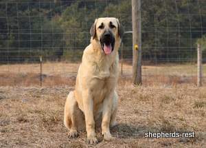Image of Anatolian Shepherd Neşeli Kız