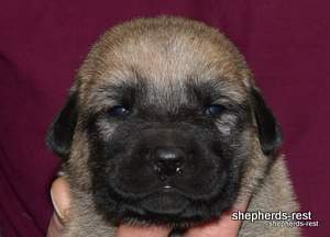 Image of Anatolian Shepherd Neşeli Kız