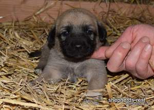 Image of Anatolian Shepherd Neşeli Kız