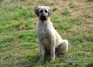 Image of Anatolian Shepherd Neşeli Kız