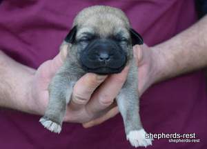 Image of Anatolian Shepherd Neşeli Kız