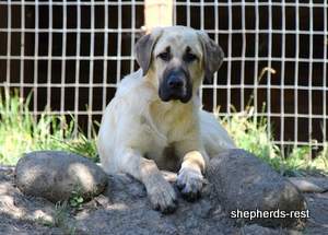 Image of Anatolian Shepherd Neşeli Kız