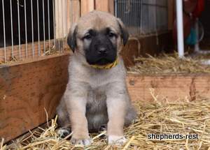 Image of Anatolian Shepherd Neşeli Kız