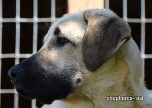 Image of Anatolian Shepherd Neşeli Kız