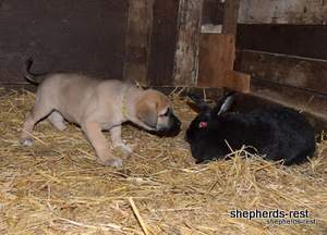 Image of Anatolian Shepherd Neşeli Kız