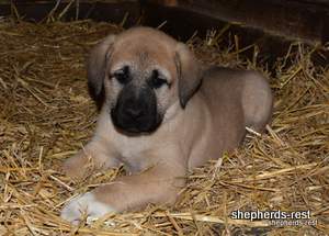 Image of Anatolian Shepherd Neşeli Kız