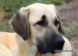 Image of Anatolian Shepherd Neşeli Kız