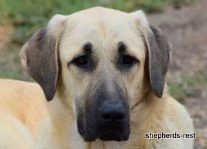 Image of Anatolian Shepherd Neşeli Kız