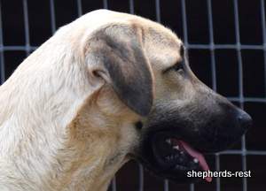 Image of Anatolian Shepherd Neşeli Kız