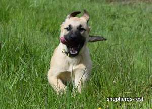 Image of Anatolian Shepherd Neşeli Kız