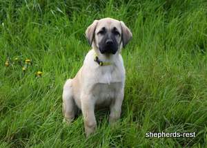 Image of Anatolian Shepherd Neşeli Kız