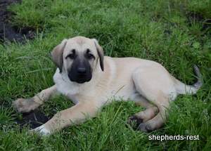 Image of Anatolian Shepherd Neşeli Kız