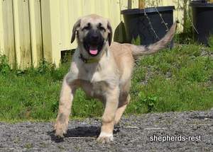 Image of Anatolian Shepherd Neşeli Kız