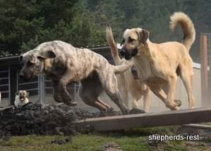 Image of Anatolian Shepherd Neşeli Kız