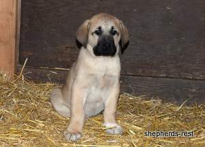 Image of Anatolian Shepherd Neşeli Kız