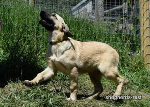 Image of Anatolian Shepherd Neşeli Kız